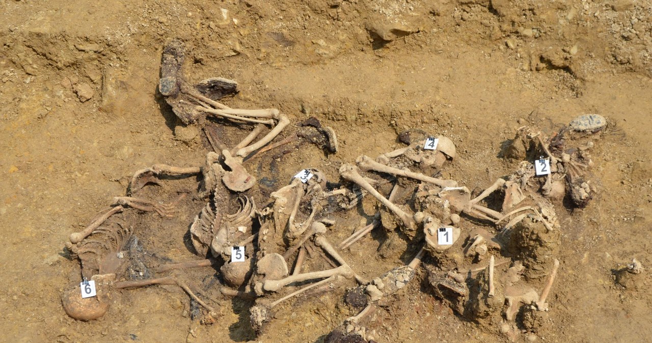 Archeolodzy znaleźli szczątki 35 osób. To ofiary egzekucji z II wojny światowej