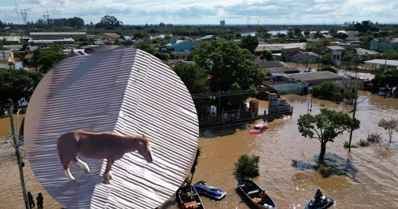 Koń utknął na dachu zalanego domu [WIDEO]