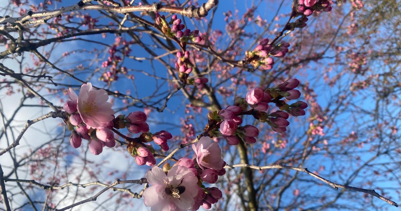 Kwitnące magnolie i wiśnie! Nie przegap tego wiosennego cudu natury!