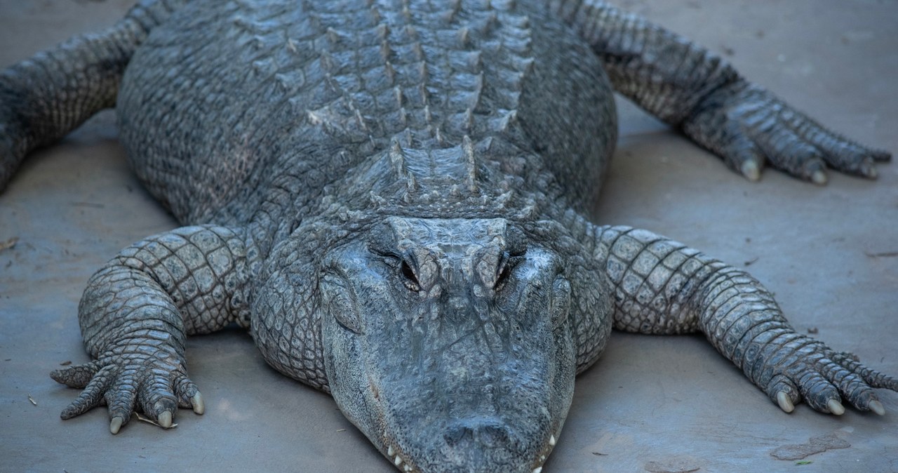 Martwy aligator na drodze. Nietypowa sytuacja w Luizjanie  