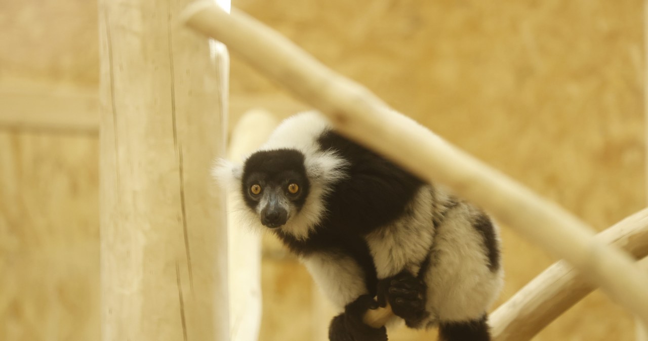 W gdańskim zoo otwarto pawilon dla lemurów [ZDJĘCIA]