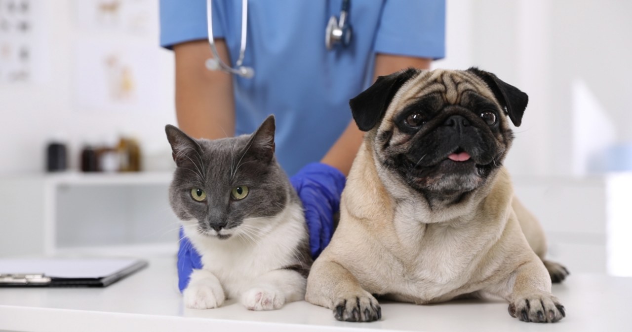  ​Dopłaty do sterylizacji psów i kotów od maja